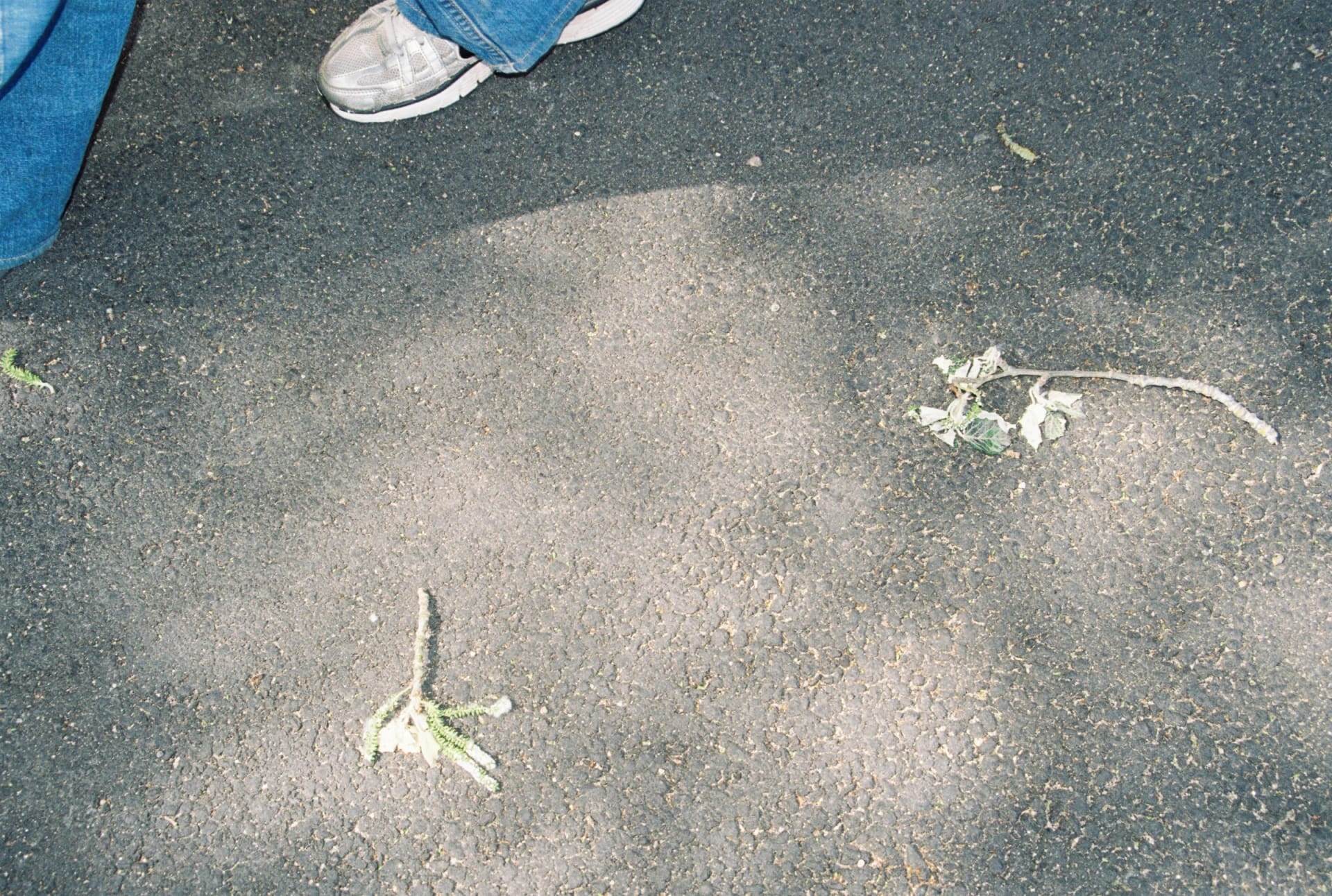 Archive _001, photographie 3 — Flavie Herbreteau