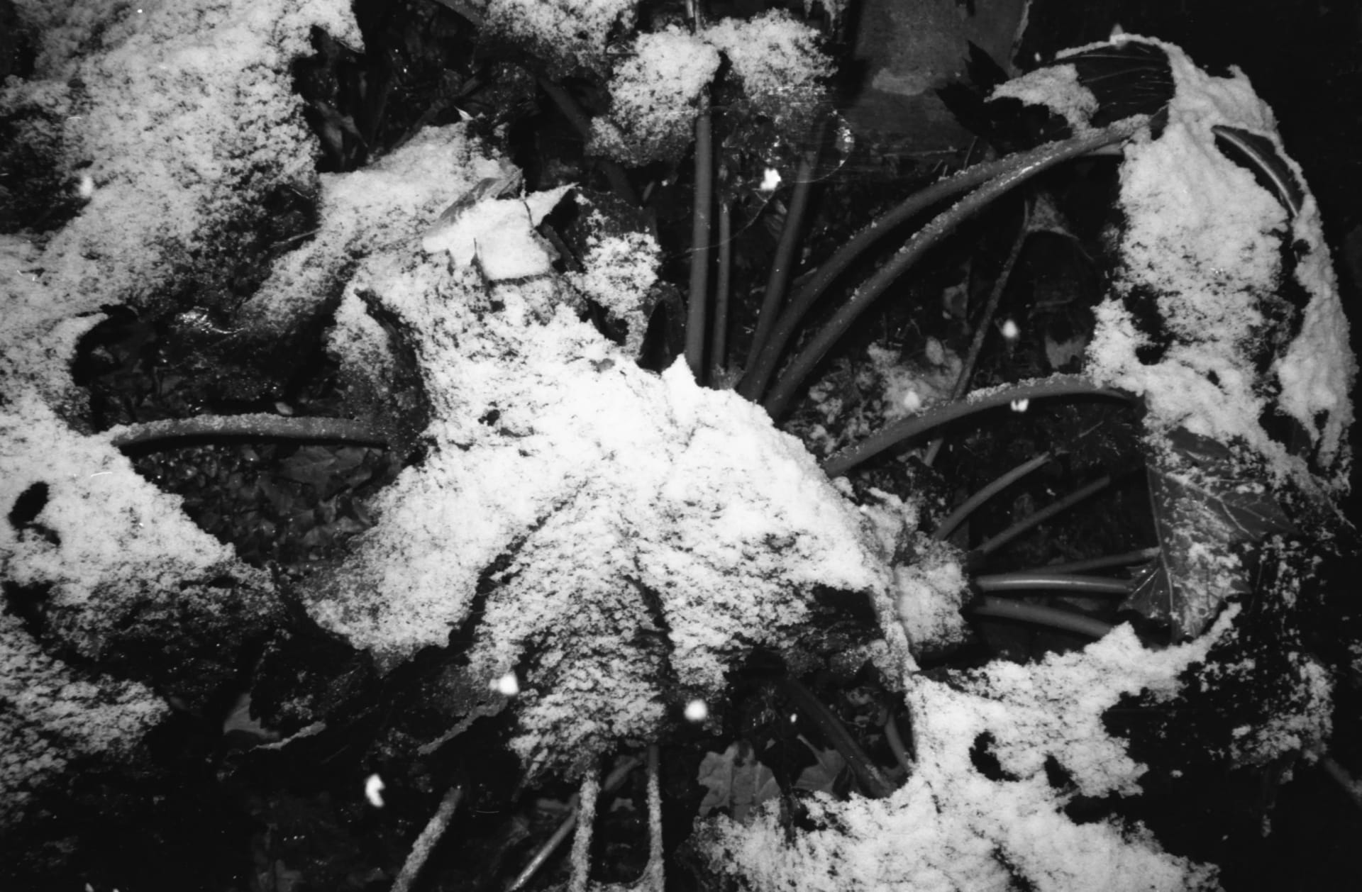 Archive _010, photographie 1 — Flavie Herbreteau