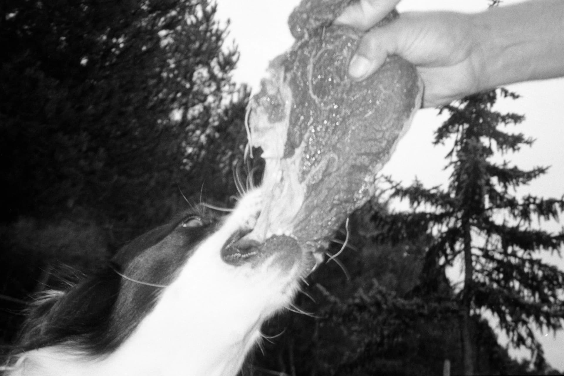 Pretend to be a dog - Stuffed Foxes, photographie 5